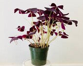 Deep Purple Oxalis Triangularis Shamrock Perennials Well rooted Live Plant 3.5 Nursery Pot
