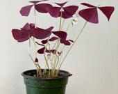Oxalis Triangularis Purple Shamrock Perennials Easy to Grow Live Plant 4 quot Pot
