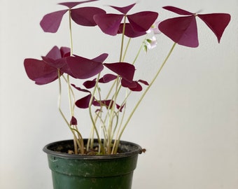 Purple Shamrock Etsy