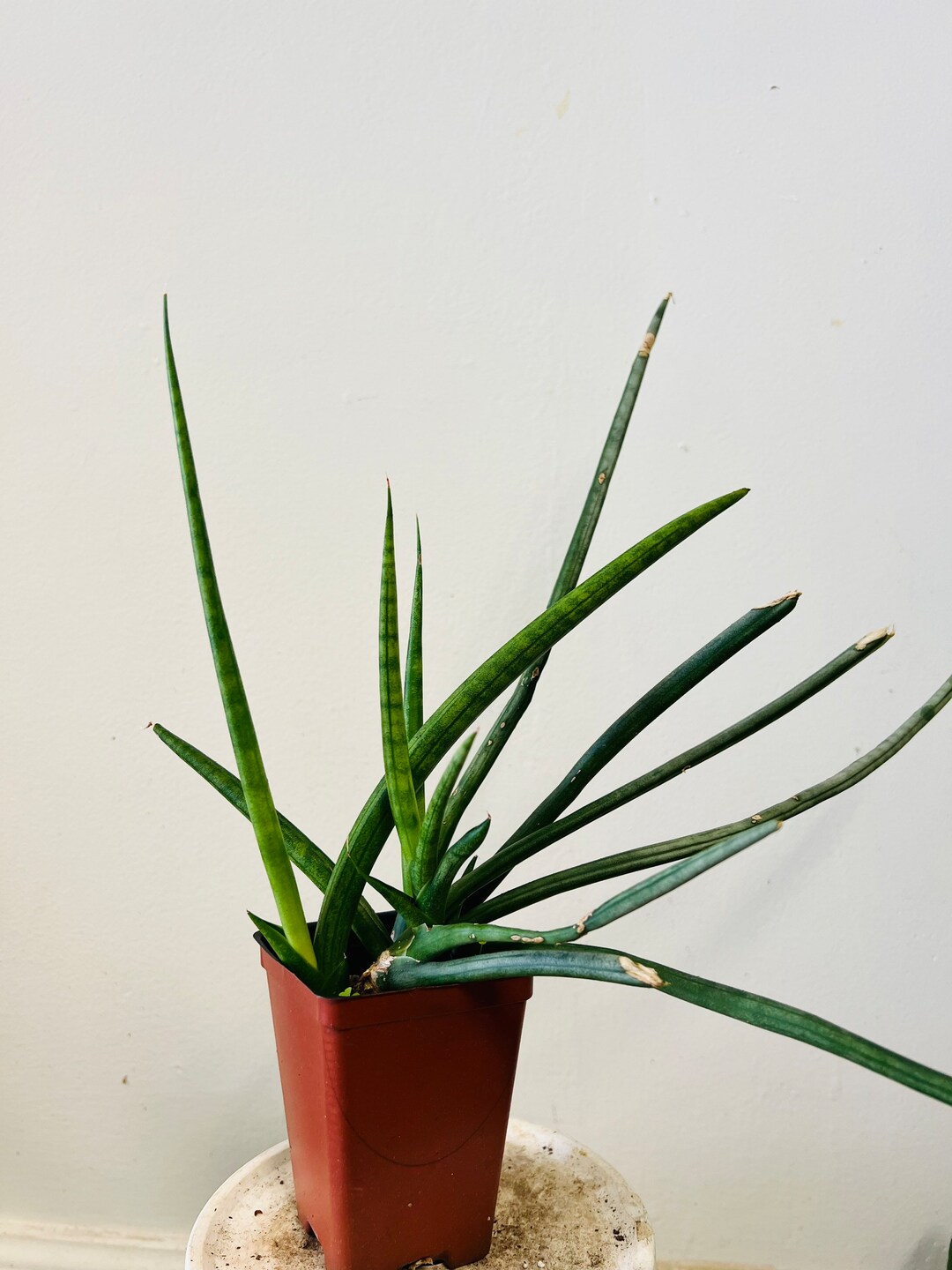 Cylindrical Sanseveria Live Snake Plant Multi Plant in a 3 Nursery Pot