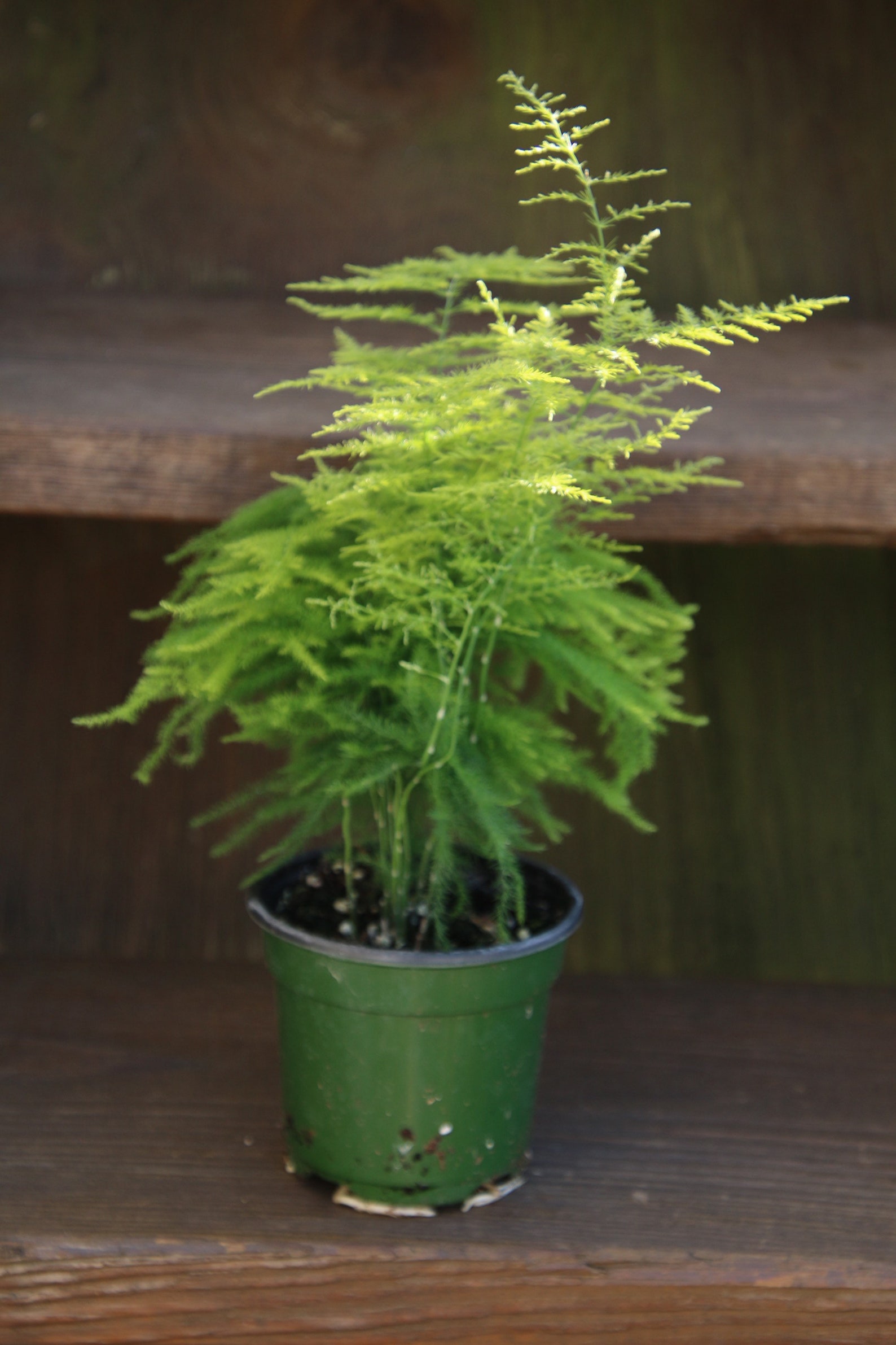 Common Asparagus Fern 9 Live Plant Fern Leaf Plumosus 4 Etsy