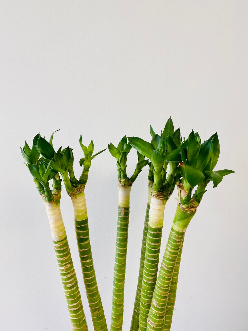 1 Stem of Lotus Lucky Bamboo With Roots Live Plant. 26 Tall . Etsy