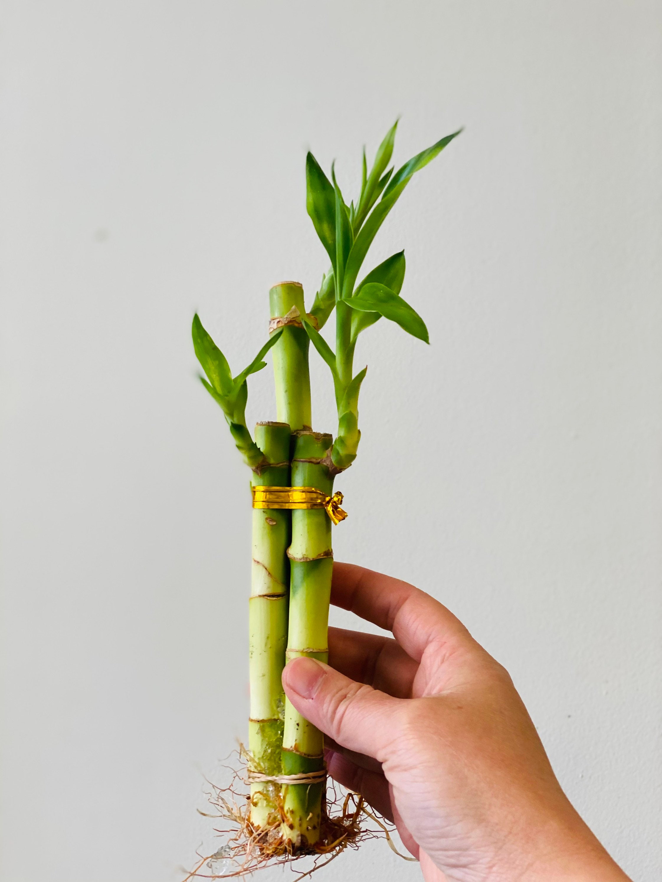 3 stalks of Lucky Bamboo arrangement with roots Live Plant. 6 Etsy