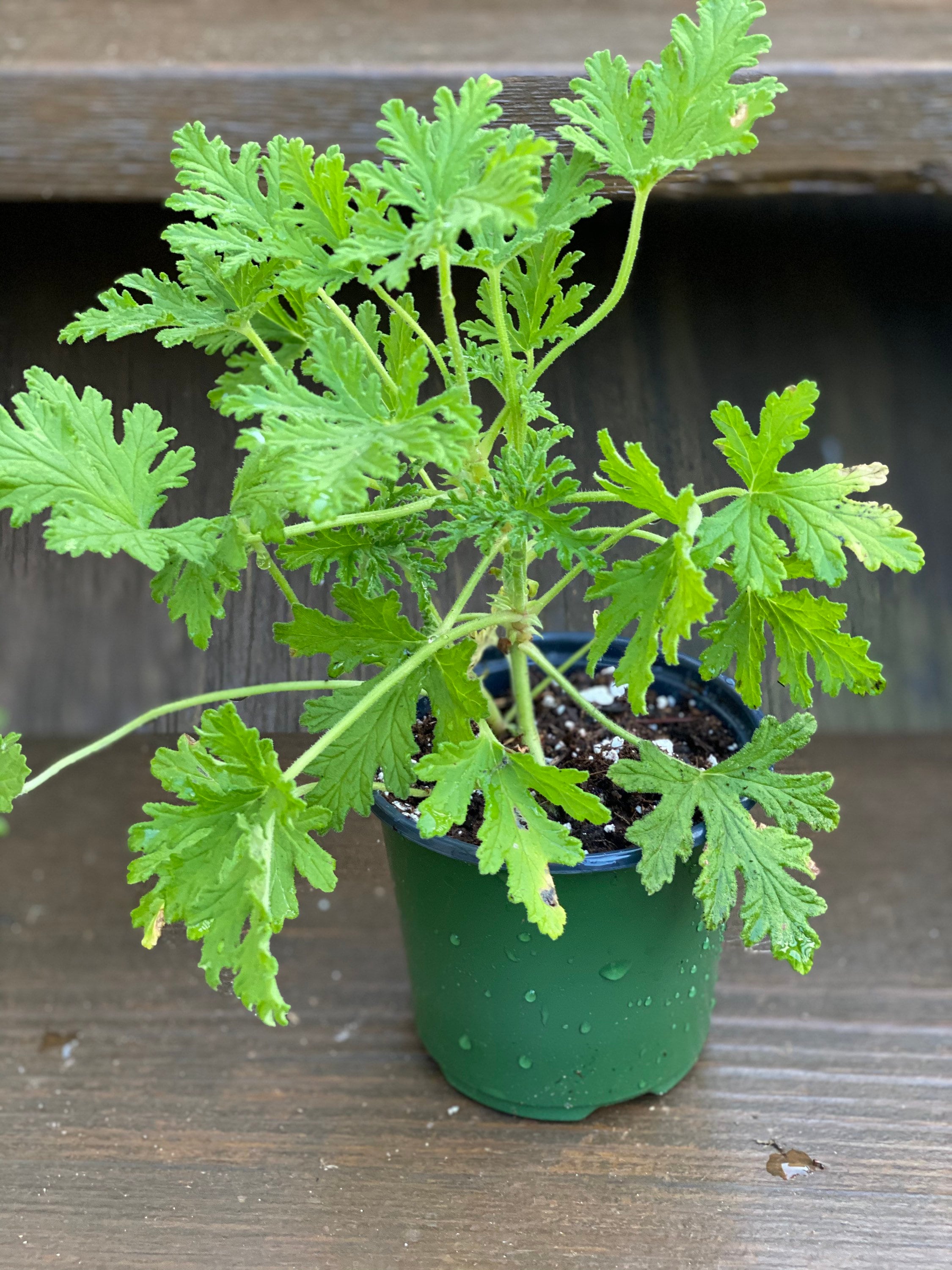 Citronella mosquitoes repellent plant live plant Geranium Etsy