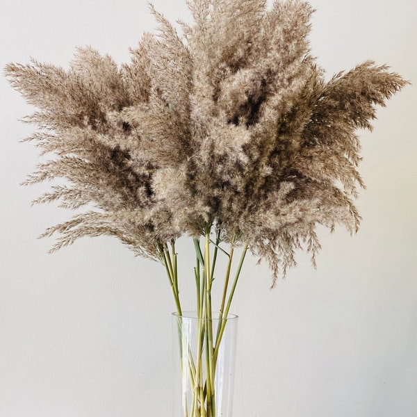 Extra Large Dried Fluffy Feather Reed Grass 24" long Cane Stem Grass Pampas Flower Bouquet Arrangement Centerpiece