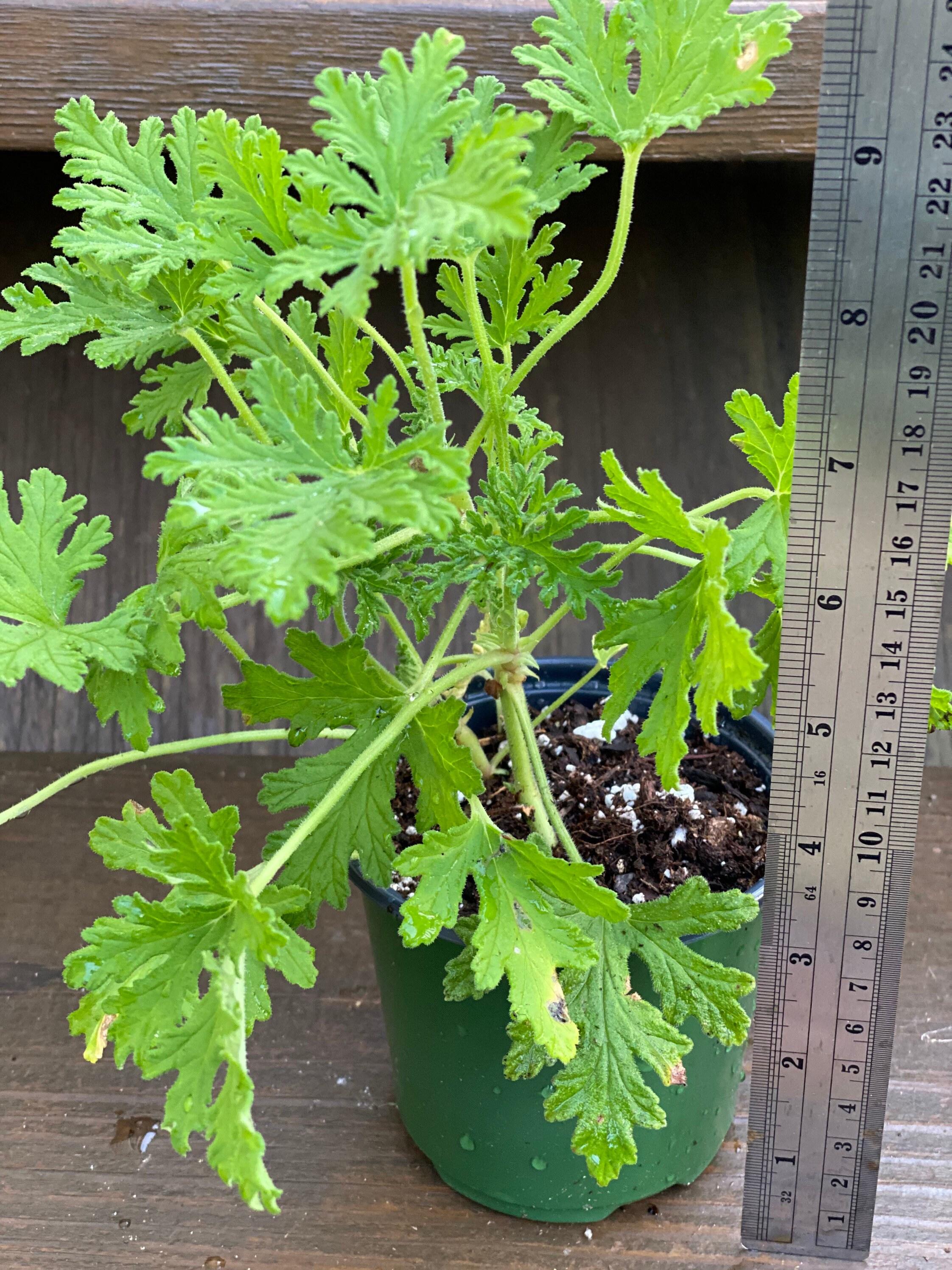 Citronella mosquitoes repellent plant live plant Geranium Etsy