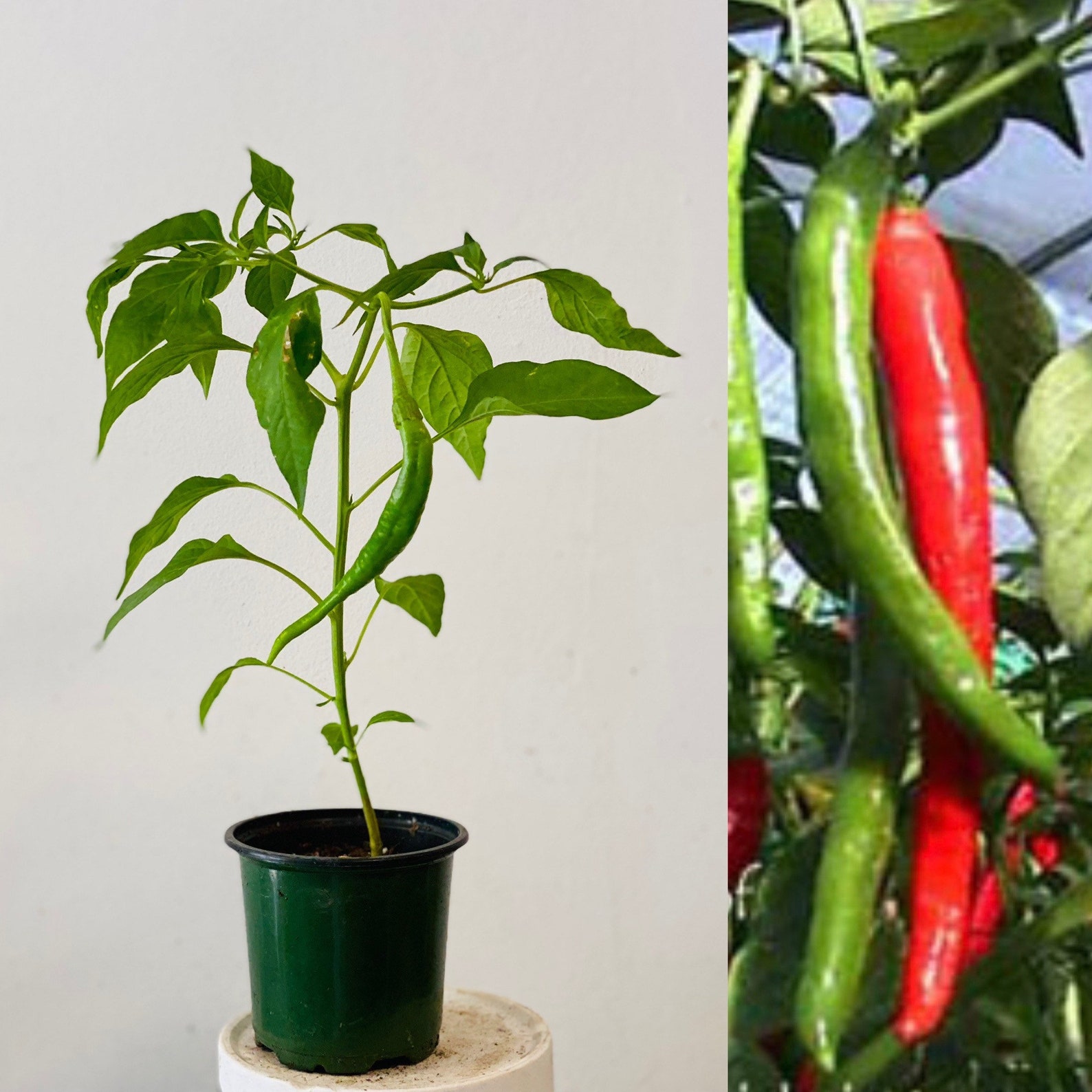 Well Rooted mature Long Hot Spicy Pepper Plants Live