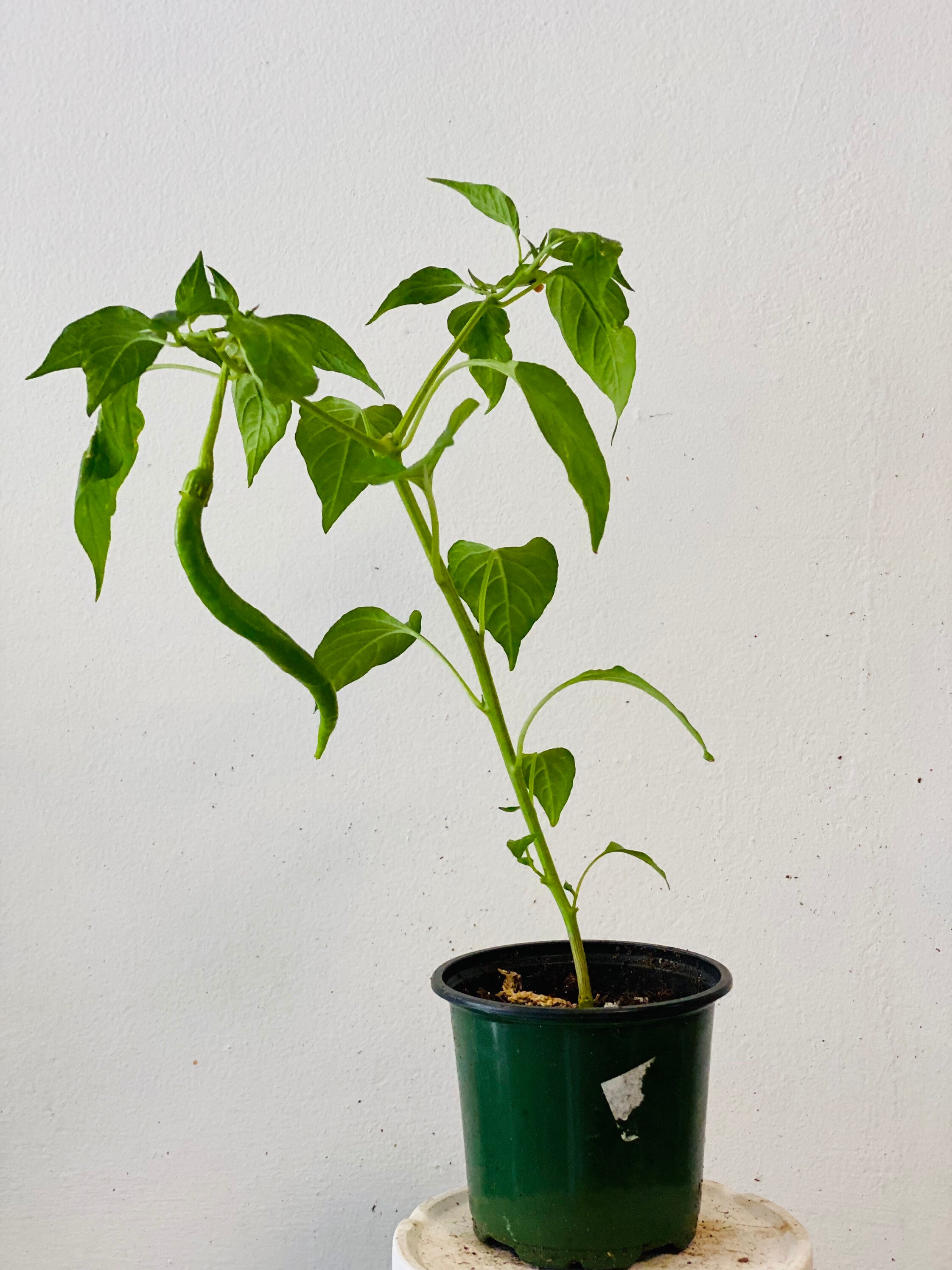 Well Rooted mature Long Hot Spicy Pepper Plants Live
