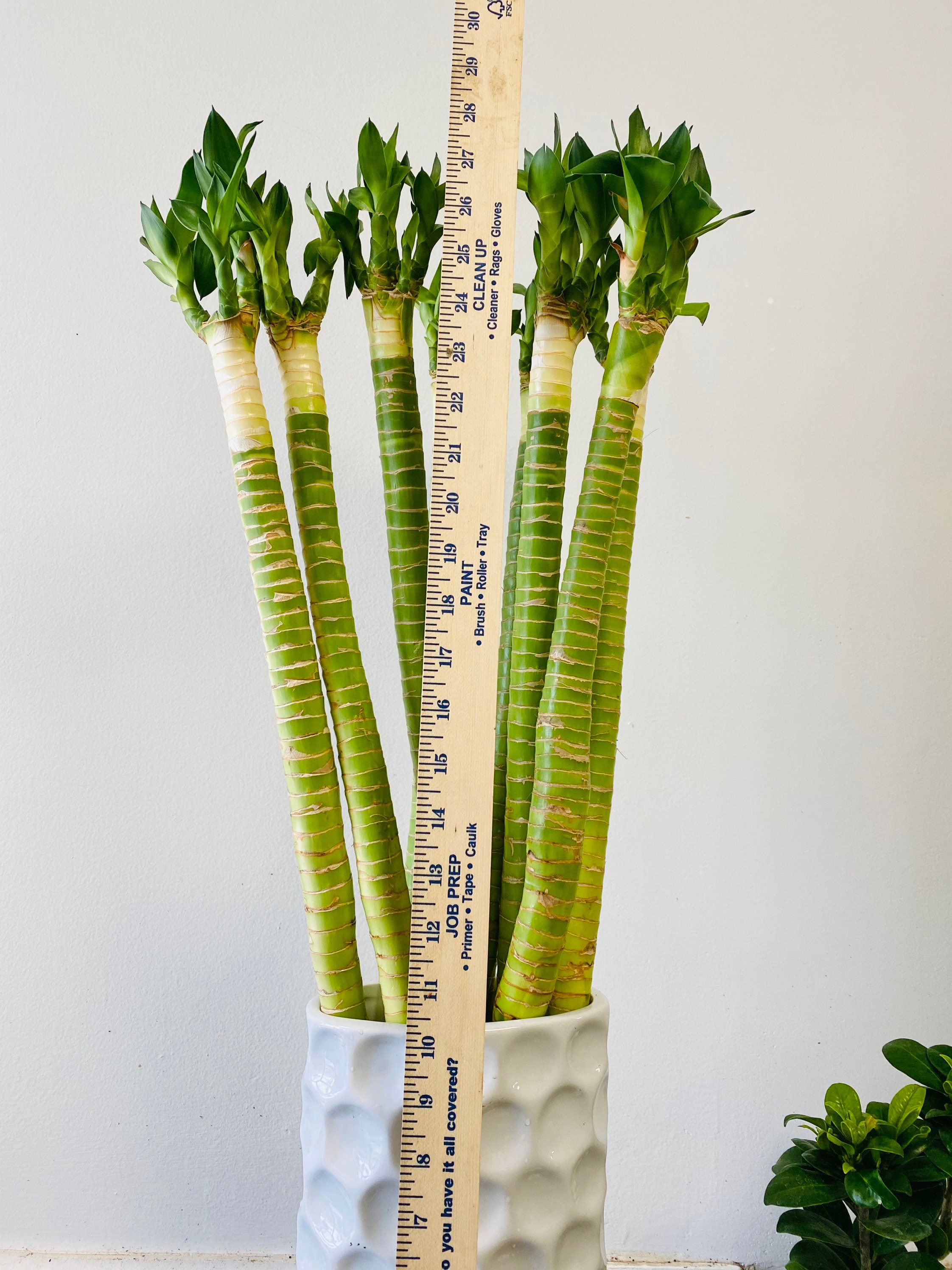 1 Stem of Lotus Lucky Bamboo With Roots Live Plant. 27 Tall . Etsy