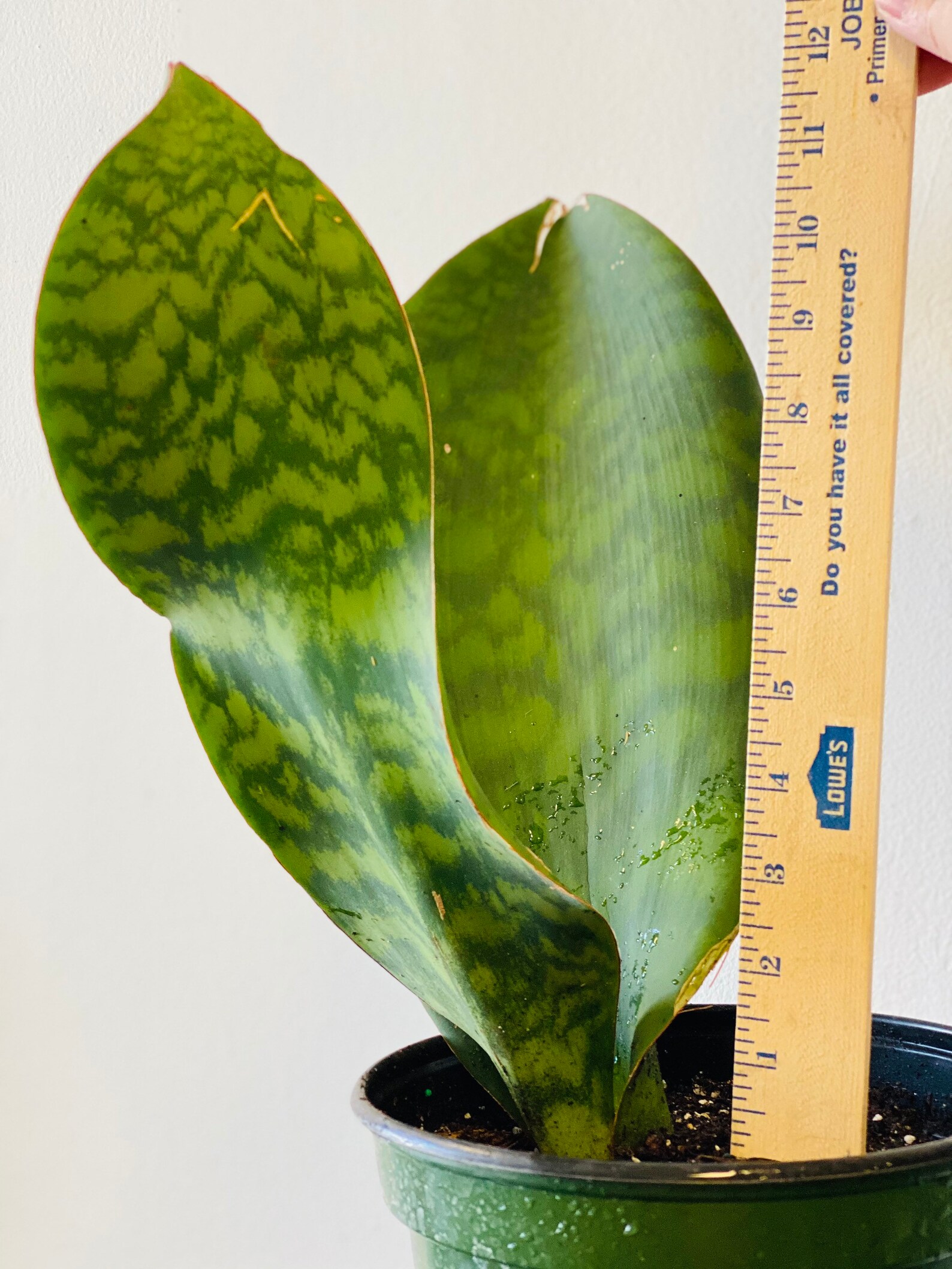 Uncovering The Mystery: Why Whale Fin Plants Command High Prices - 5py22mn