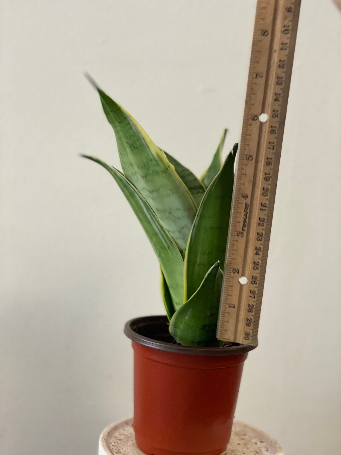 night owl snake plant night owl snake plant