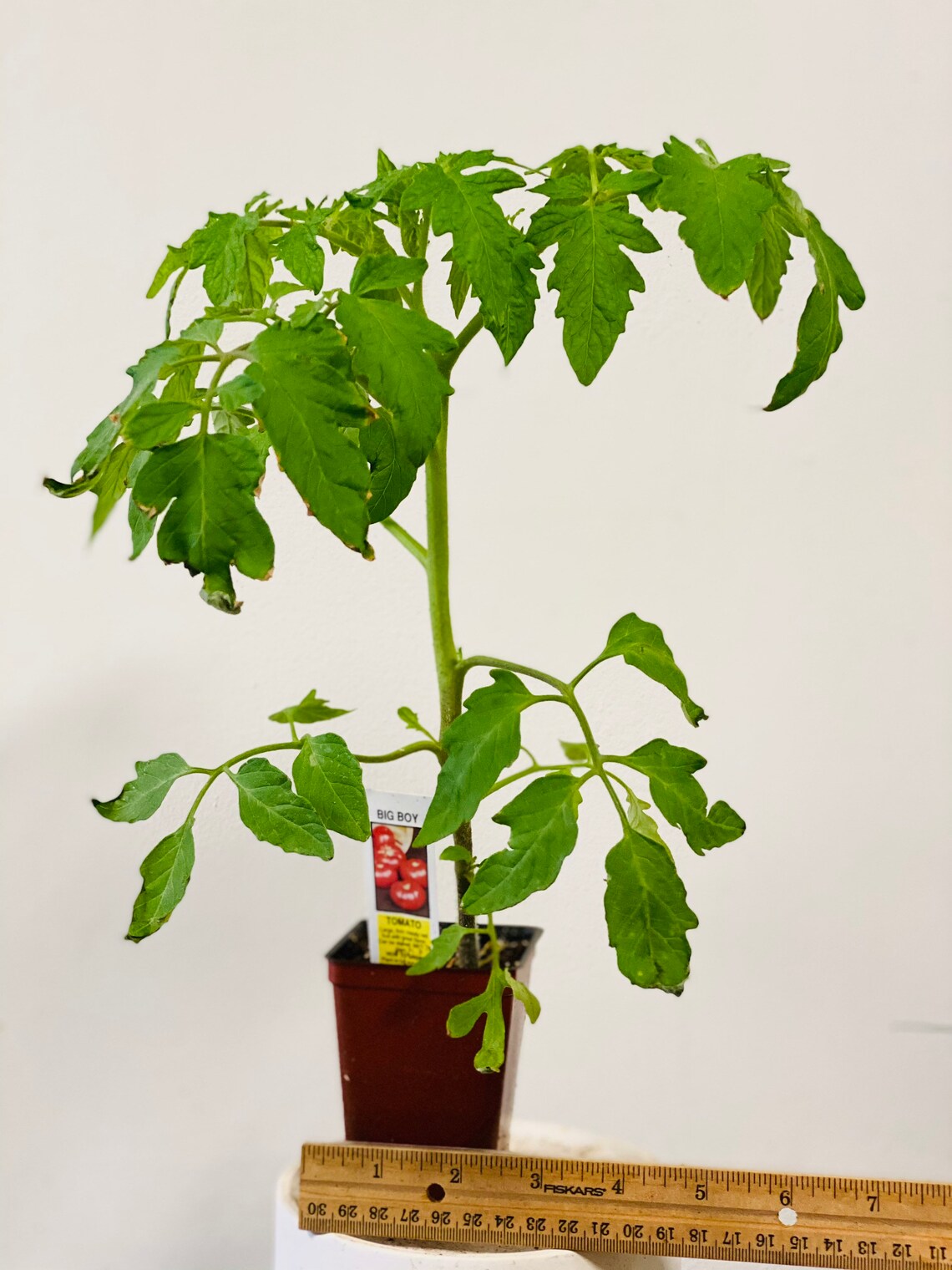 Well Rooted Big Boy Tomatoes Plants Live plants 10 tall in a Etsy