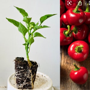 May include: A split image shows a pepper plant and ripe red peppers. The pepper plant is in a square pot with visible roots and green leaves. The red peppers are round with green stems, displayed on a wooden surface.