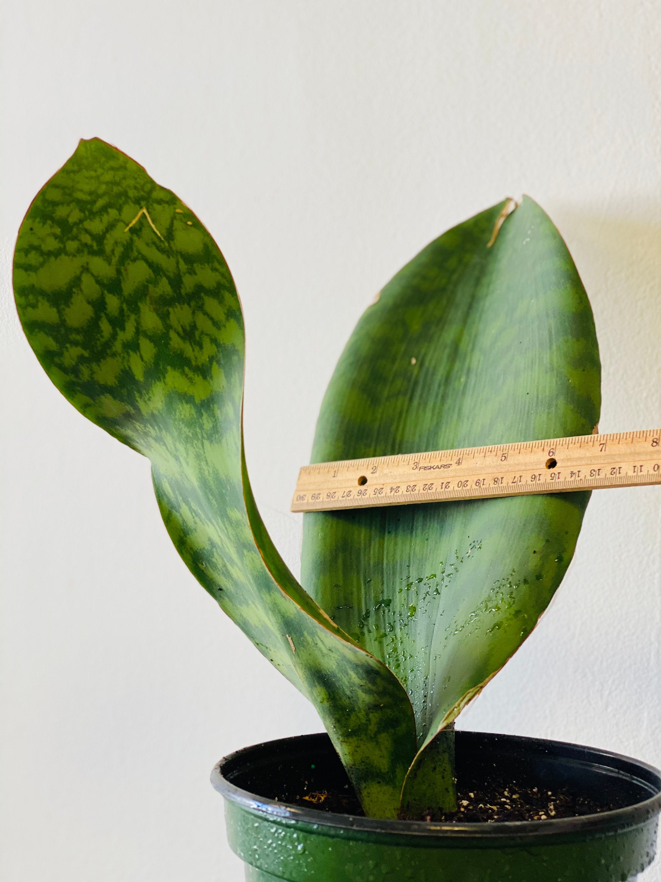 Whale Fin Snake Plant