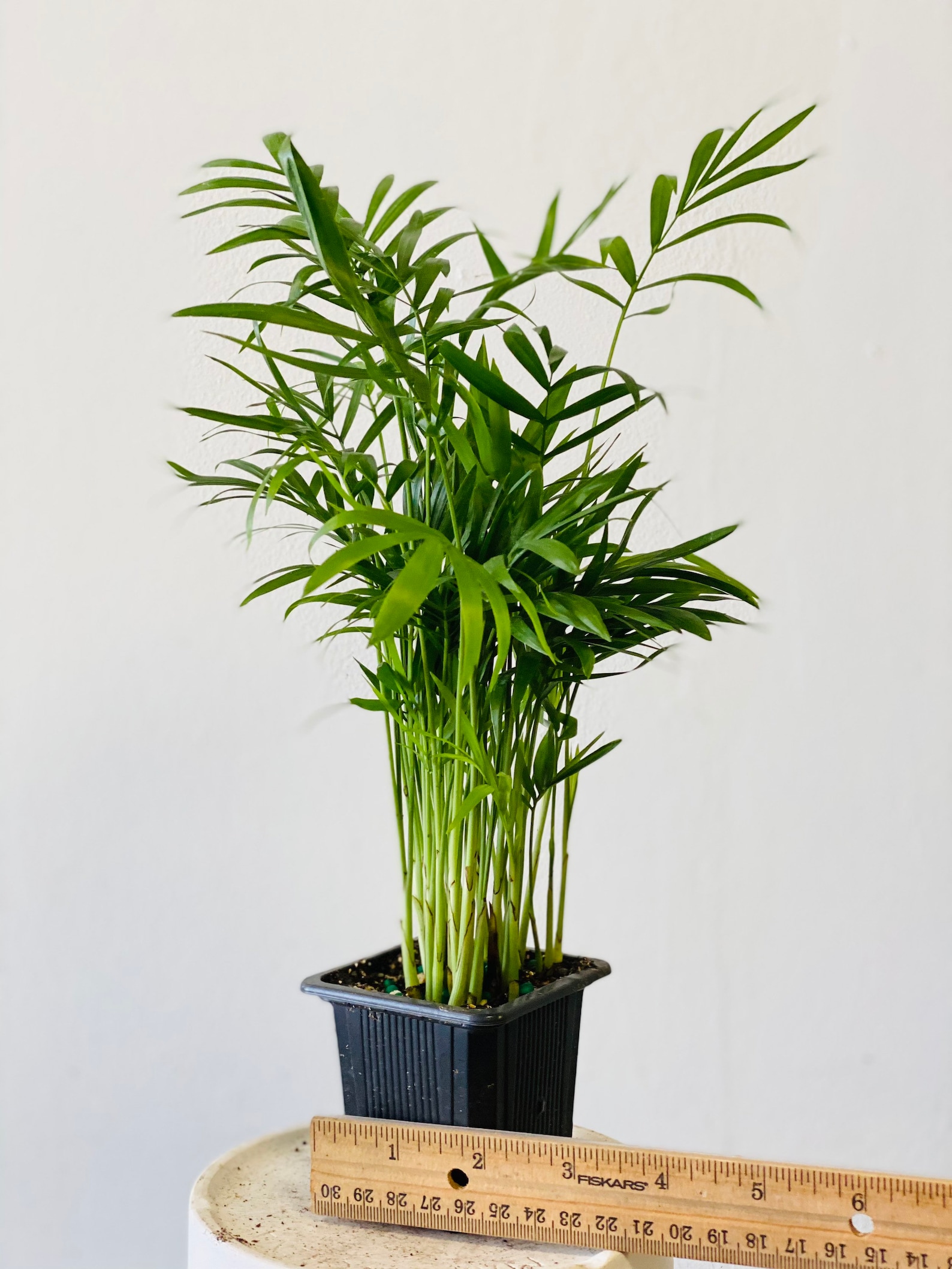Parlor Palm Chamaedorea Elegans