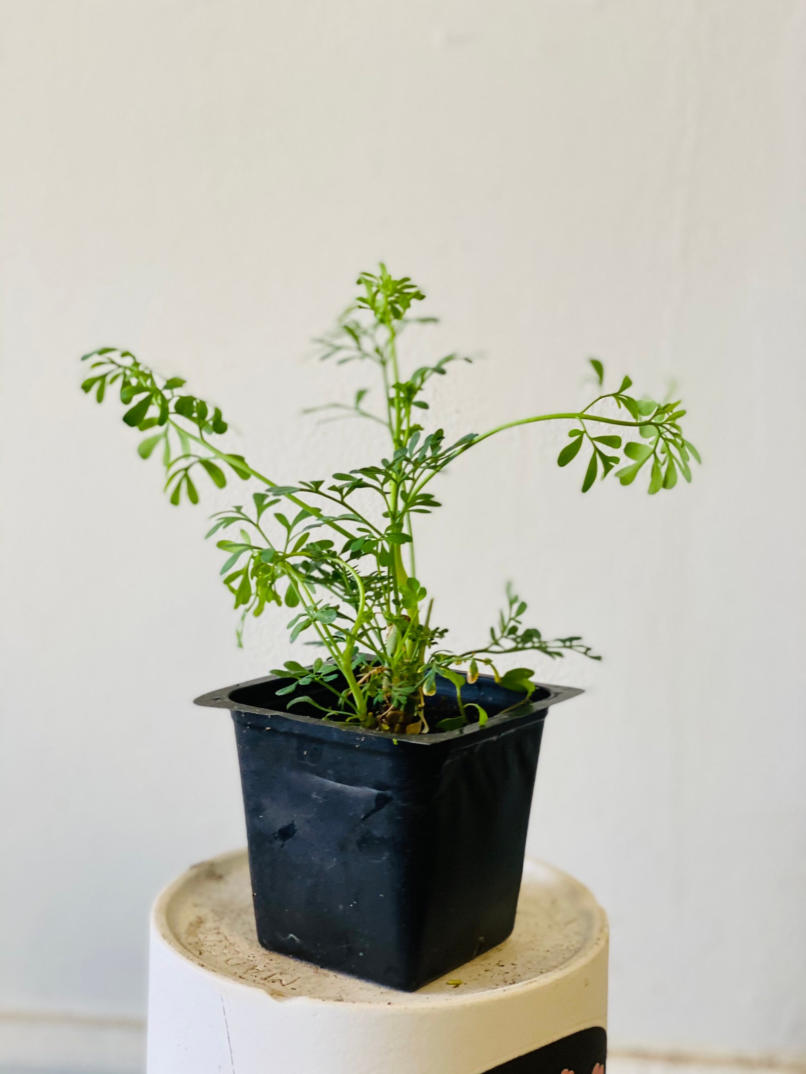 Common Rue Herb of Grace Live plant well rooted in 3 nursery Etsy