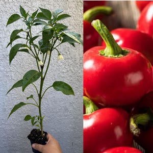 May include: A young pepper plant with green leaves and small white flowers growing in a black plastic pot, displayed alongside a cluster of round, glossy red peppers with green stems, showcasing the plant's growth and its mature fruit harvest.