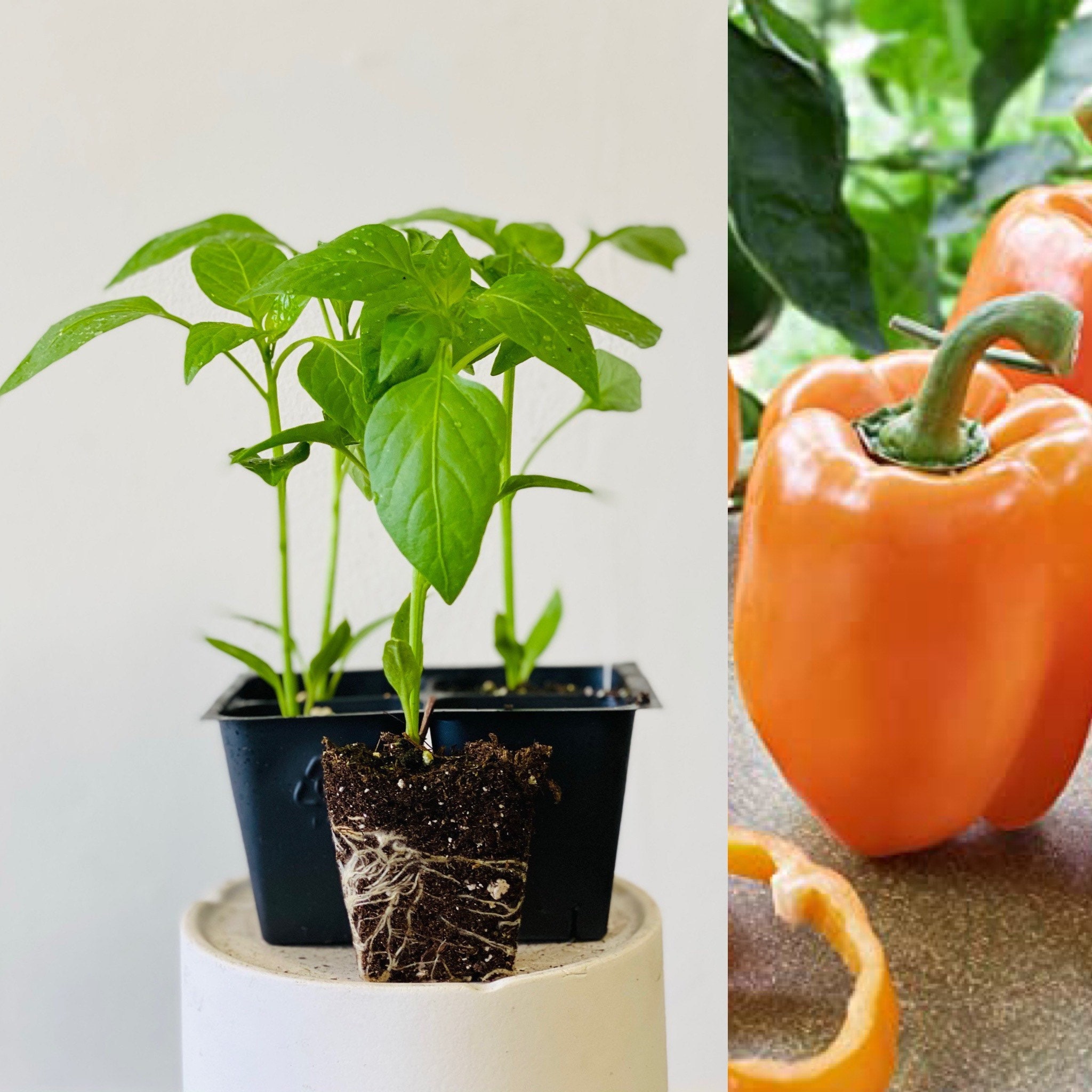 4 well Rooted Hybrid Orange Sweet Bell Pepper Plants Live