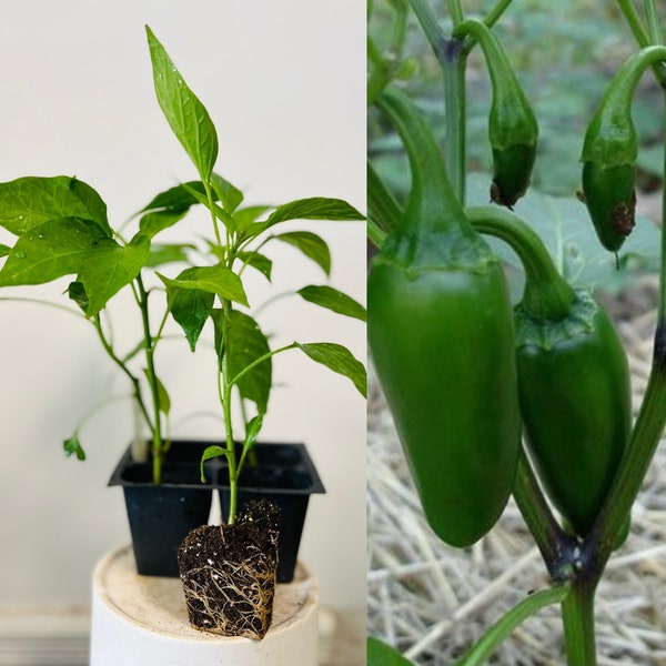 Well Rooted Jalapeño Hot Pepper Plants Live plants 5” tall in a nursery pot.