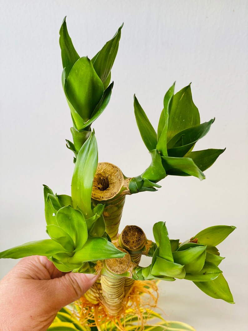 3 stem of Lotus Lucky Bamboo with roots Live Plant. 6 to 8 Etsy