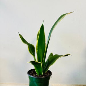 Rare Sanseveria Trifasciata Whitney Snake Plant 13” tall  in a 5”  nursery pot Mother in Law Tongue Clean Air