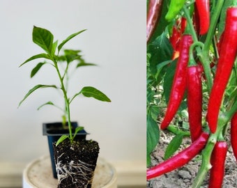 2 Rooted Long Hot Spicy chili Pepper Plants Live plants 5” tall seedling plants