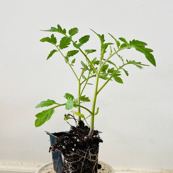 Tomato Plants Live Etsy