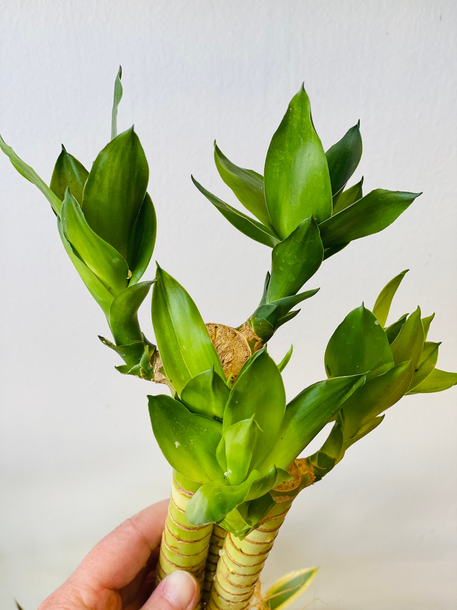 3 stem of Lotus Lucky Bamboo with roots Live Plant. 6 to 8 Etsy