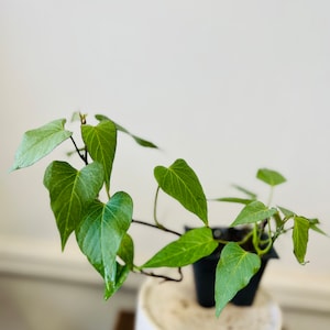 May include: A green leafy plant with heart-shaped leaves growing in a small black pot. The plant is sitting on a white pedestal.
