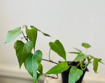 2 Murasaki Sweet potato Live vegetables plant well rooted in 2” seedling nursery pot. Japanese sweet Potatoes