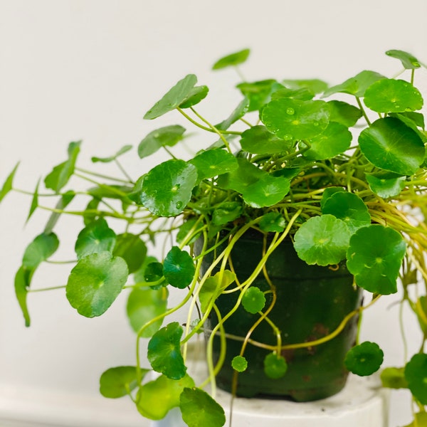Hydrocotyle Vulgaris copper coin plant, Chinese coin plant Marsh Pennywort Live plant Aquatic Plant