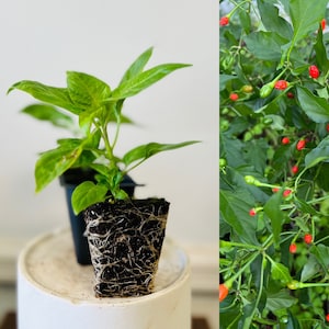 May include: Two images of pepper plants. One shows a pepper plant in a black pot with exposed roots. The other shows a close-up of a pepper plant with green leaves and small red and green peppers.