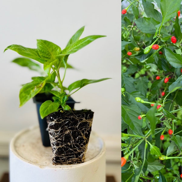 2 Rooted Chiltepin Pepper Bird eye Hot chili Pepper Plants Live plants 3”  tall in seedling pot.