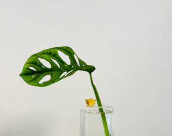 Monstera Adansoni Swiss Cheese Plant split leaf Philodendron Live Plant trailing Plant Houseplant in an ice cube vase