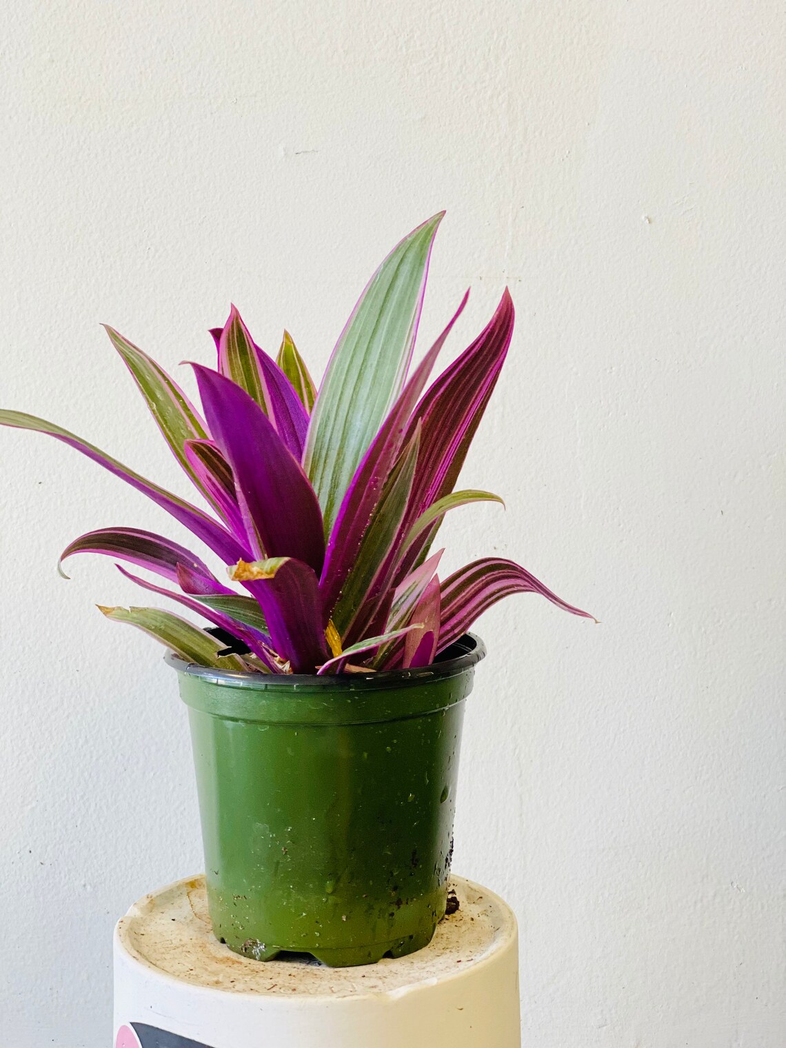 Rhoeo Discolor Tricolor Tradescantia Spathacea planta bien Etsy