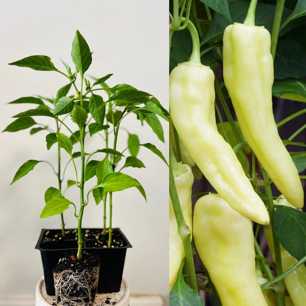 well Rooted Sweet Banana Pepper Plants Live plants 6” tall.  Ready to be plant.
