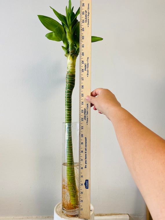 1 Stem of Lotus Lucky Bamboo With Roots Live Plant. 26 Tall . - Etsy