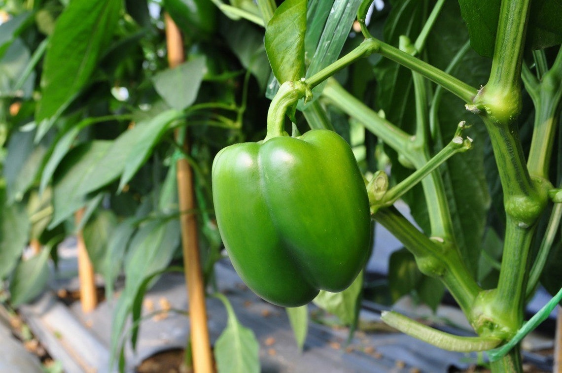 4 well Rooted Green Sweet Bell Pepper Plants Live plants