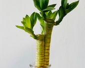3 stem of Lotus Lucky Bamboo with roots Live Plant. 6 to 8 tall . Water base plant.