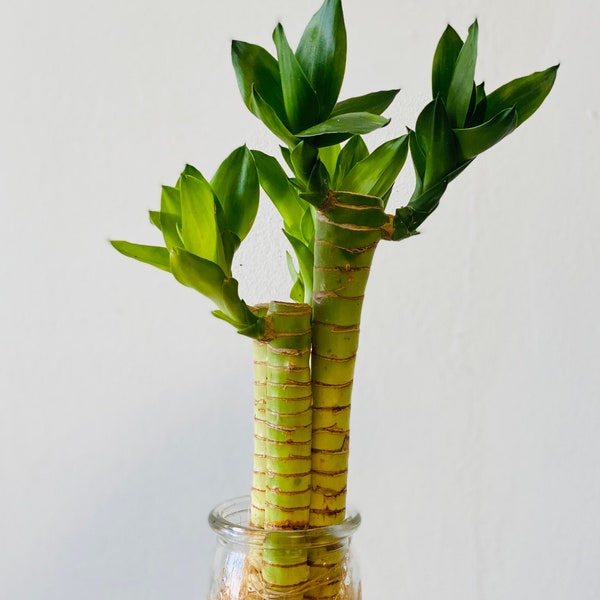 3 stem of Lotus Lucky Bamboo with roots Live Plant. 6” to 8” tall . Water base plant.