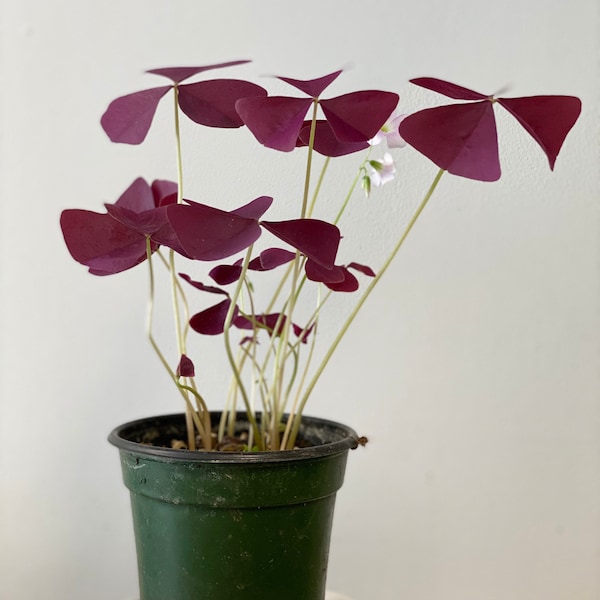 Oxalis Triangularis Purple Shamrock Perennials Easy to Grow Live Plant 4" Pot