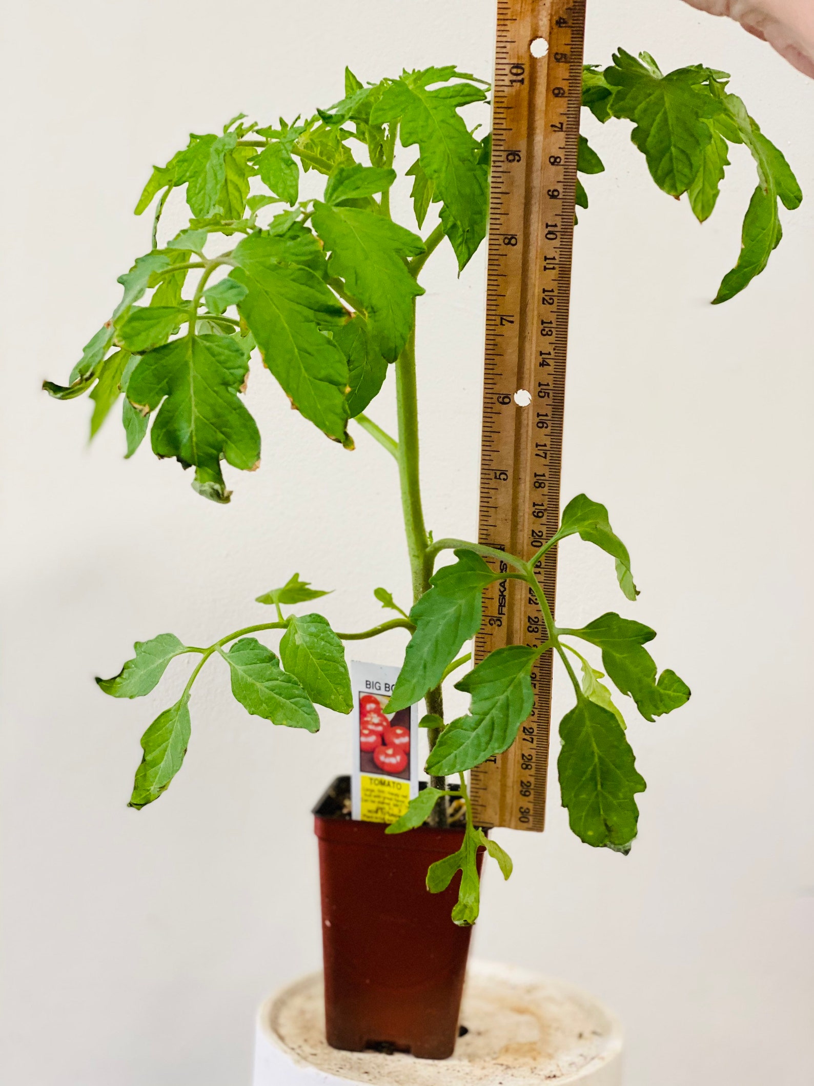 Well Rooted Big Boy Tomatoes Plants Live plants 10 tall in a Etsy