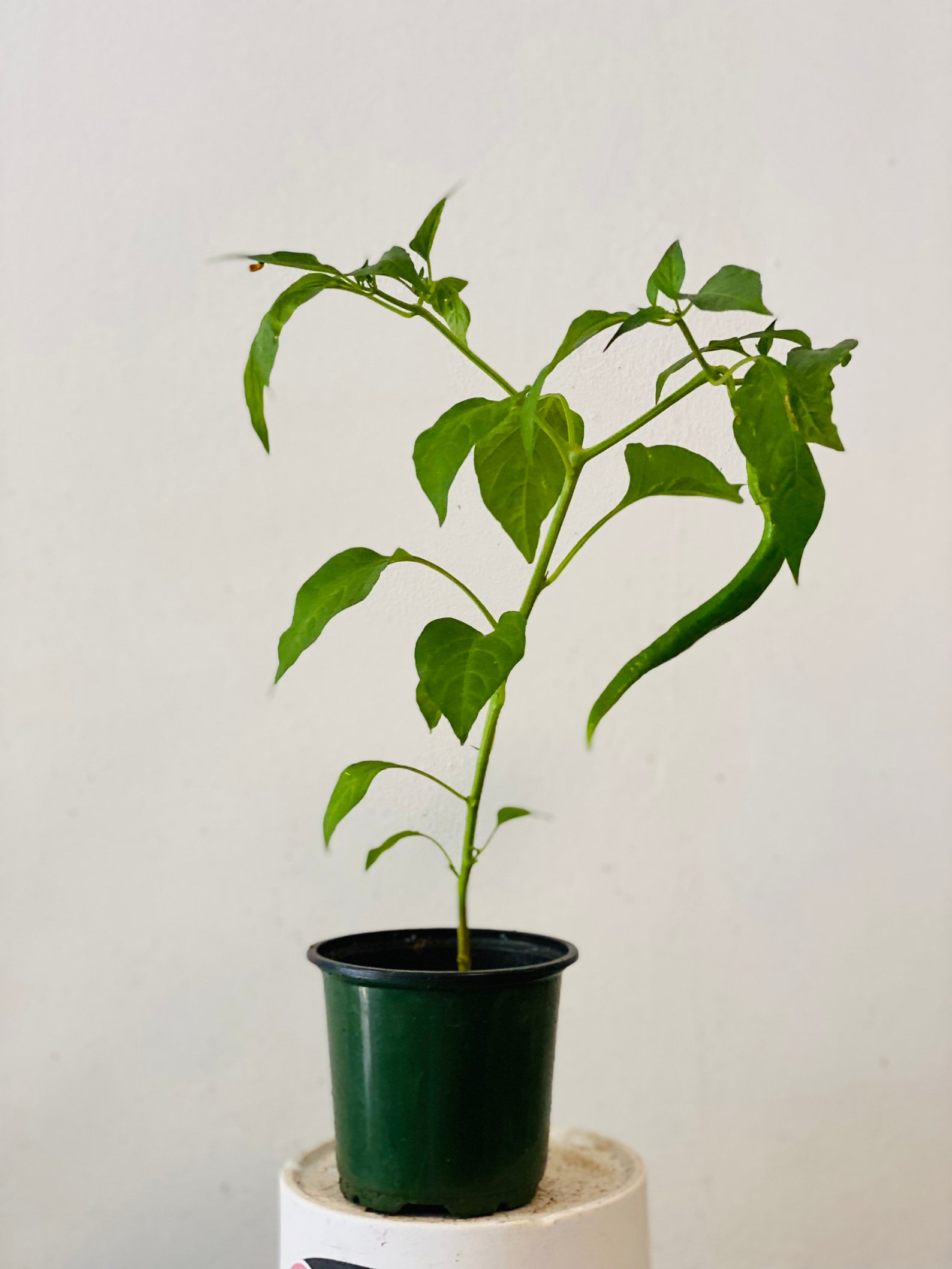 Well Rooted mature Long Hot Spicy Pepper Plants Live