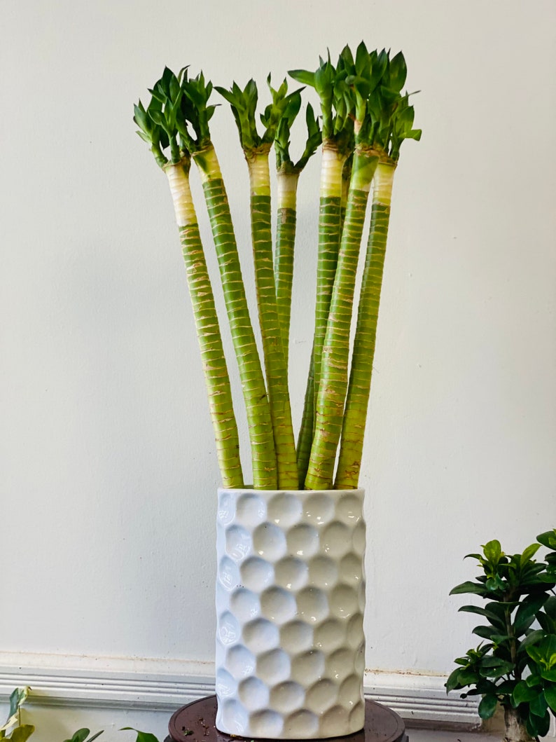 1 Stem of Lotus Lucky Bamboo With Roots Live Plant. 26 Tall . Etsy