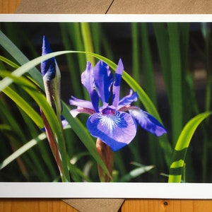 Cartão de felicitações Blue Iris 5 x 7"
