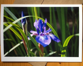 Blue Iris 5 x 7" greeting card