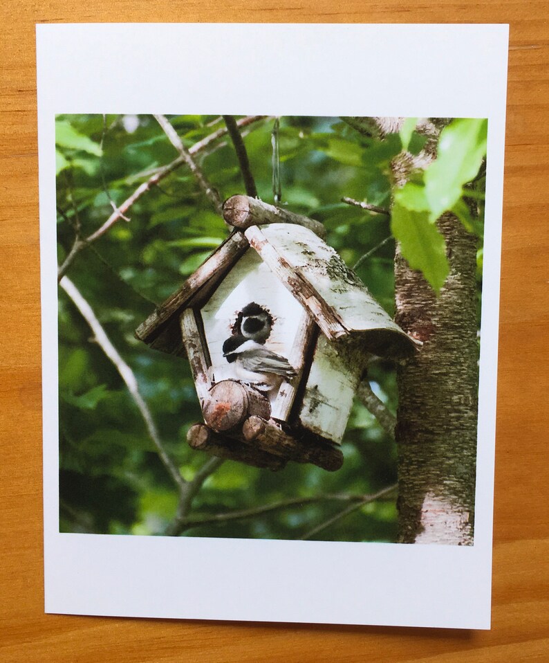 Fledgling Chickadees 3-pack 4.25x5 note cards
