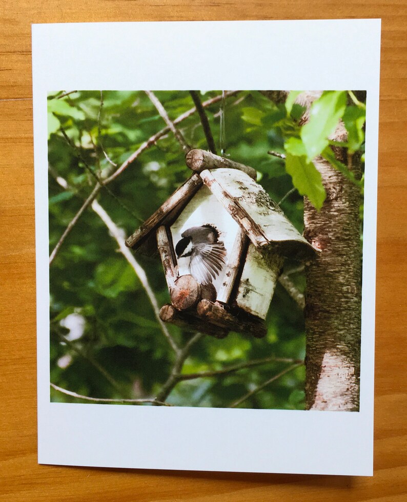 Fledgling Chickadees 3-pack 4.25x5 note cards