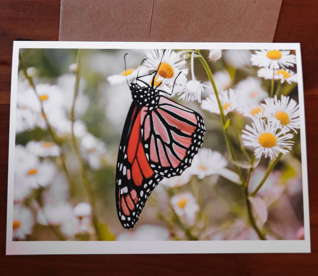 Monarch Butterfly 5" X 7" Greeting Card - Etsy
