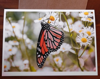 Monarch Butterfly 5" x 7" greeting card